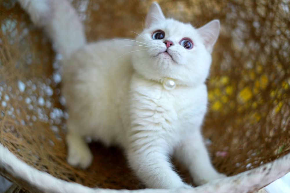 Котята шиншилла голубоглазая
