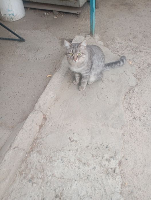 Срочно отдам кошек