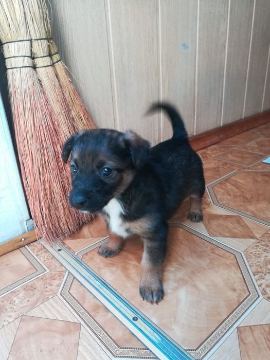 Щеночка в добрые руки