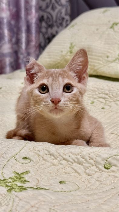 Котенок Тайсон, мальчик