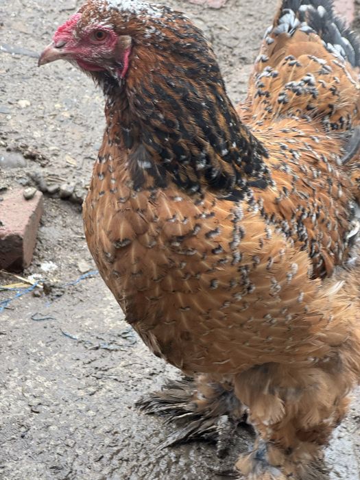 Cochinchina uriaș BHP