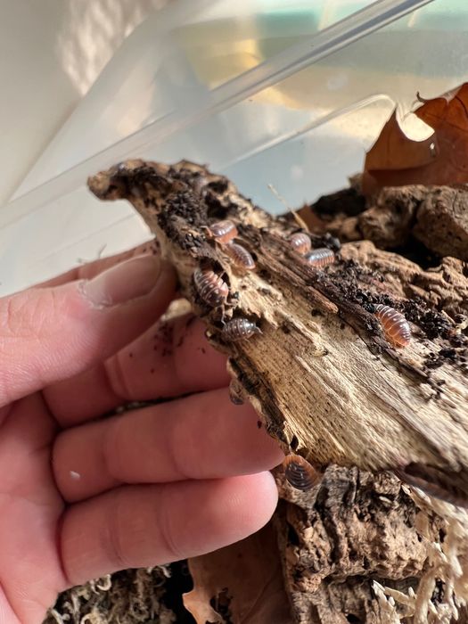 Изоподи Armadillidium Klugii “Montenegro”