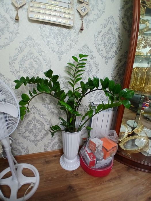Доллор с горшком