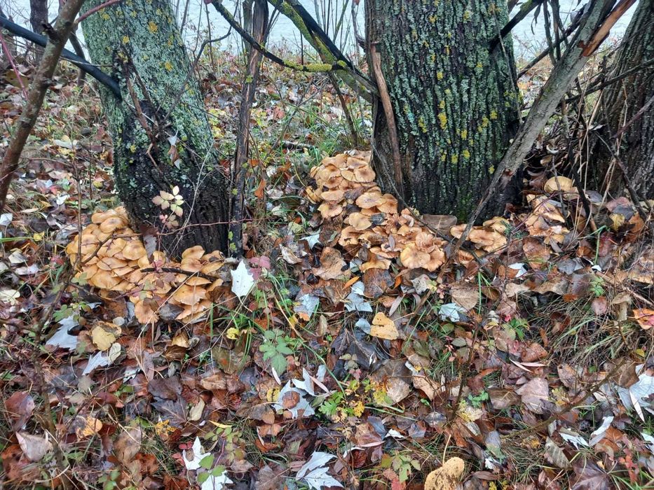 Disponibile ciuperci coada curcanului