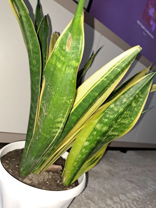 Продам сансевиерию