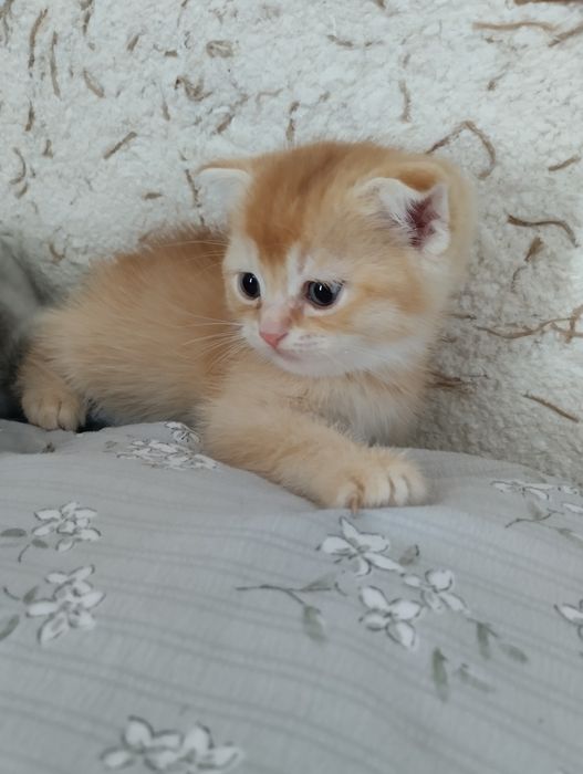 Породистые котята срочно
