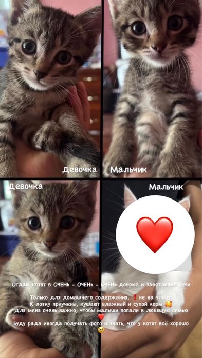Милые Котята бесплатно
