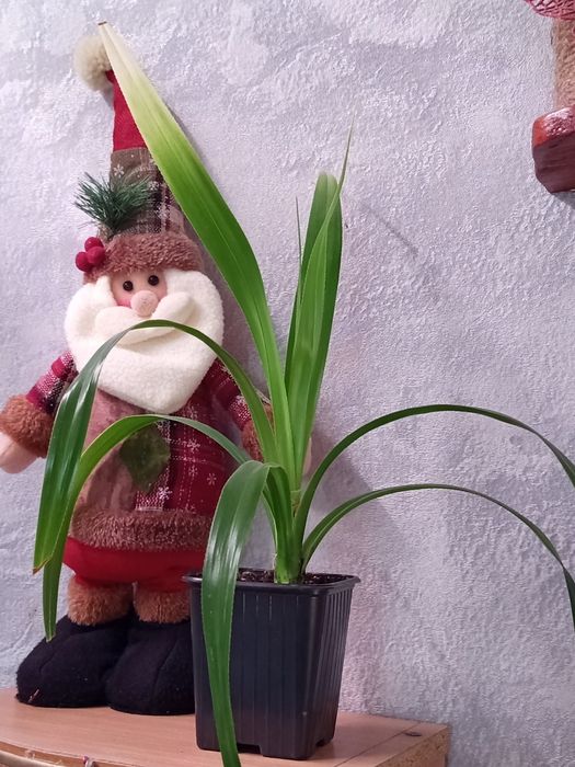 Продам панданус варигатный
