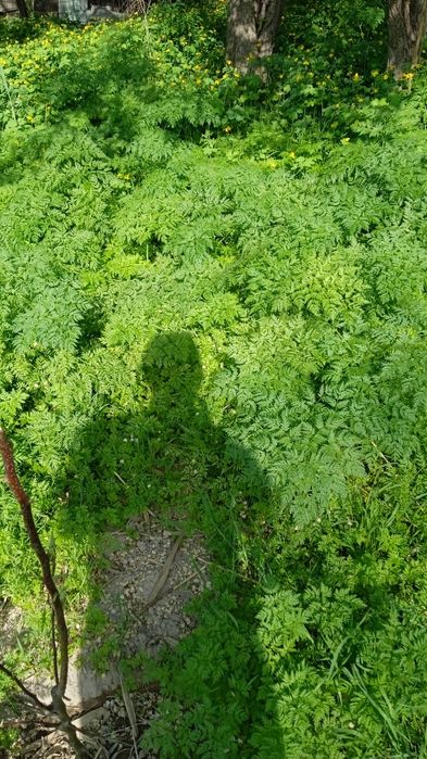 Продам дачный участок