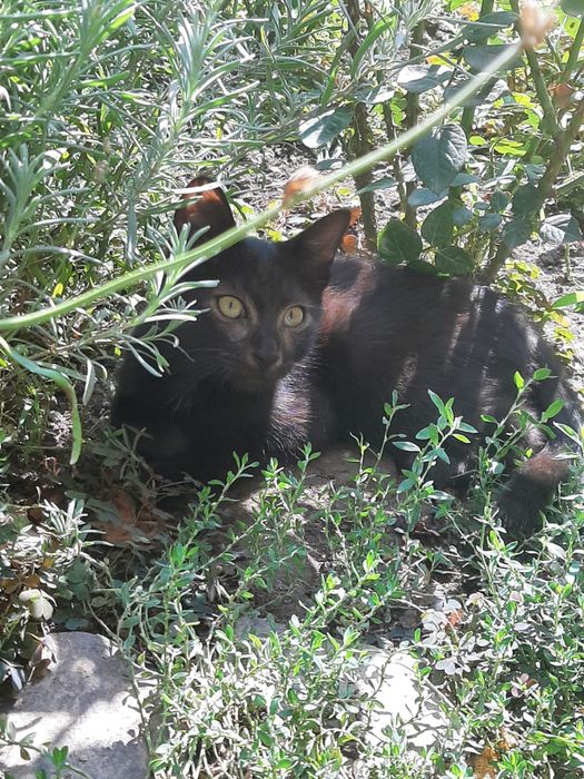 Котята, крысоловы.