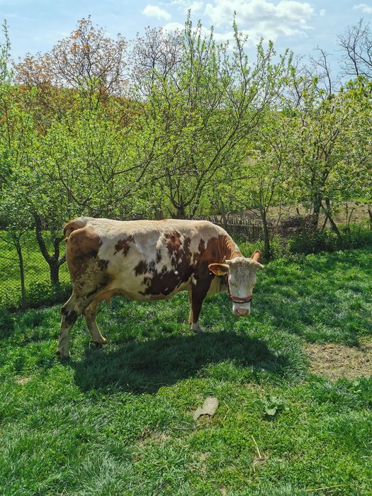 Vacă  de vânzare