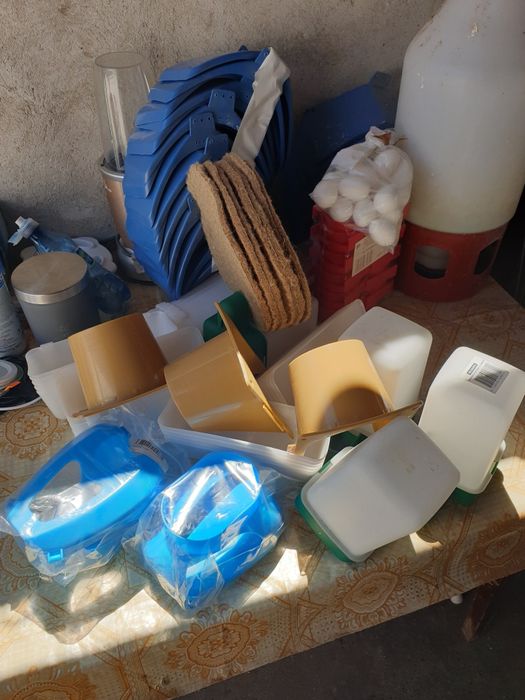 Porumbei voiajori si jucatori