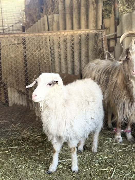 Теке-Ешкілер козлы и козы