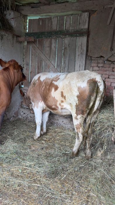 Vând junincă bălțată gestantă în 4 luni