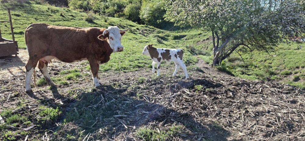 De vânzare vacă cu vitel