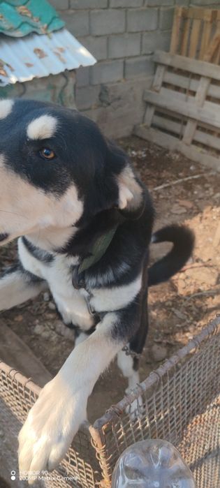 Собака кобель ит күшік