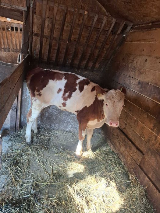 Vaca si vitea de vânzare!