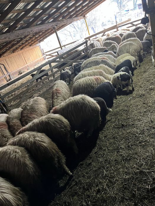 Vand oi turcane/băle sau schimb cu excavator