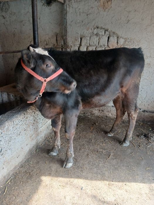 Таналар сотилади