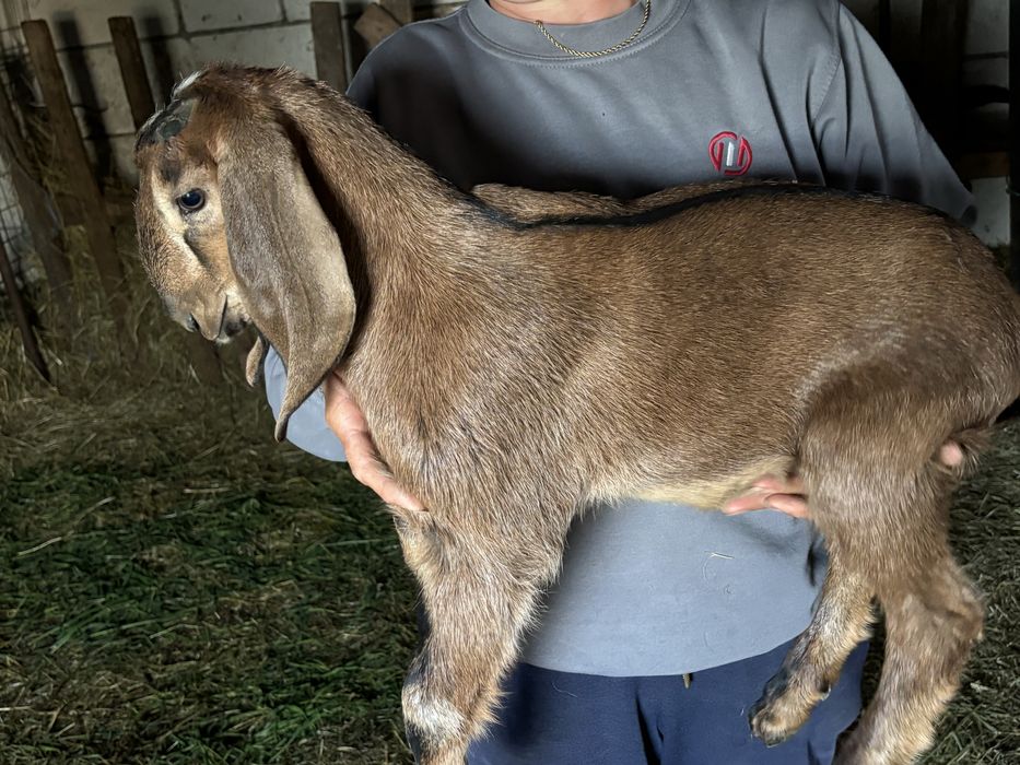 Iezi anglonubieni rasa pura