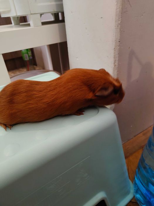 Продавам морски свинчета