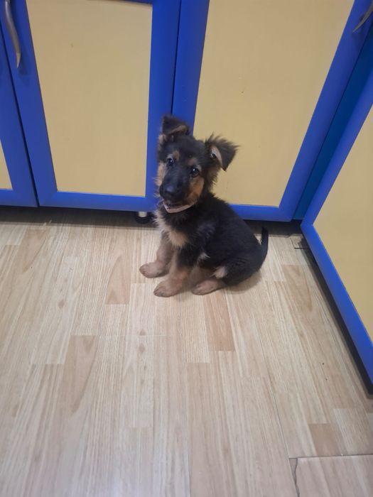 Продам щенка немецкой овчарки