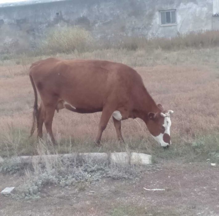 Продаю дойную корову