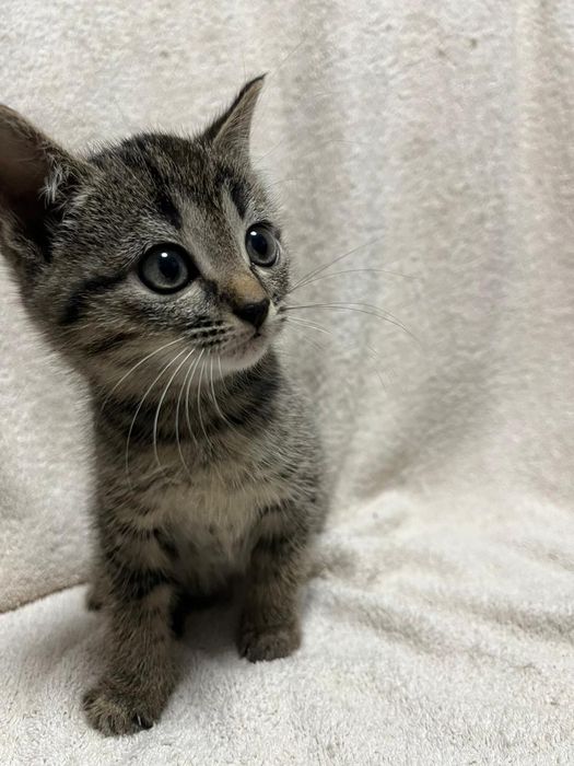Отдалим котят в добрые руки