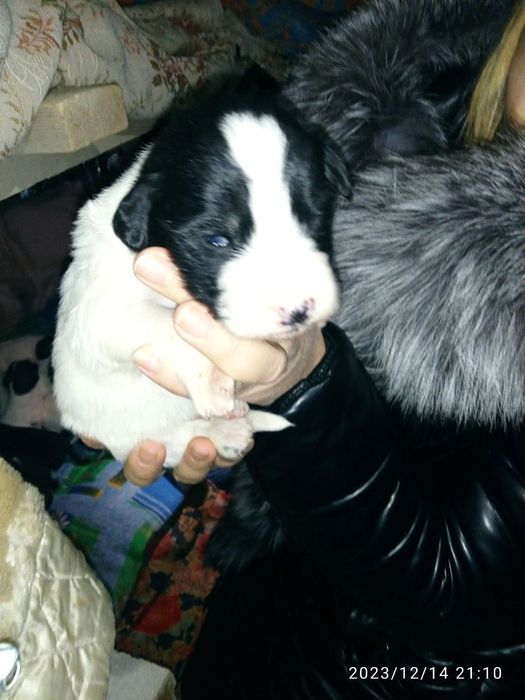 Собачки 2 месяцев