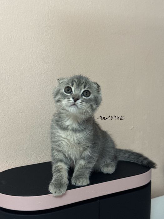 Продаются очаровательные плюшевые малыши