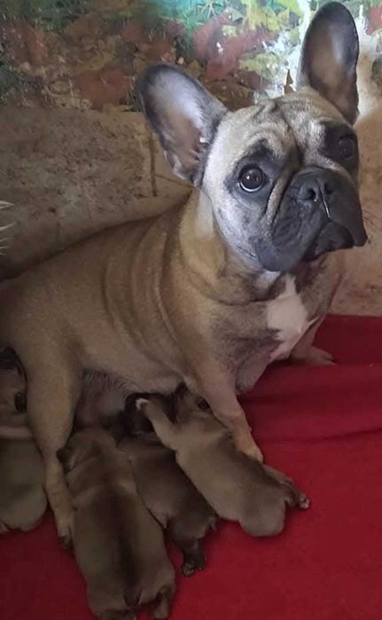 Продавам френски булдог