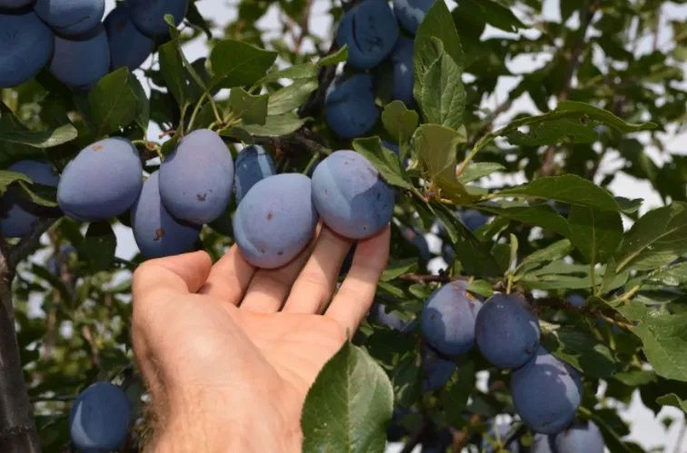 Продам саженцы сливы