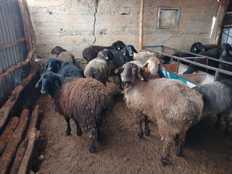 ТоқтыҚошқарларрр