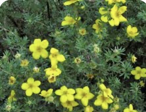 Лапчатка многолетний