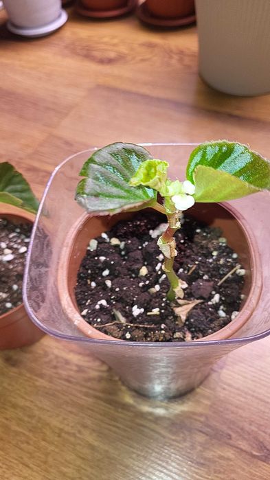 Комнатные цветы бегония