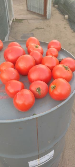 Продам помидоры домашние