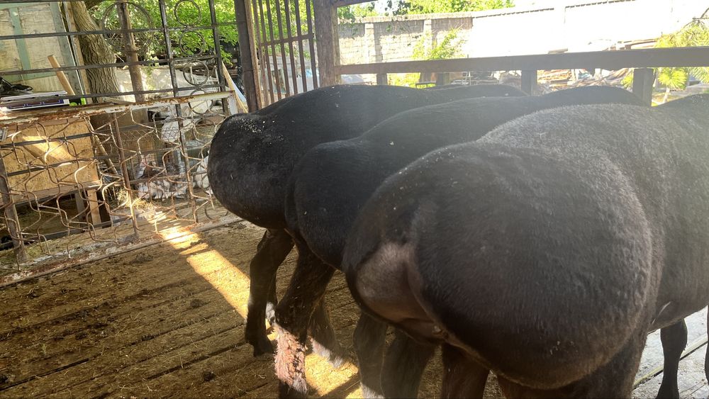 Продаются 4 кучкара