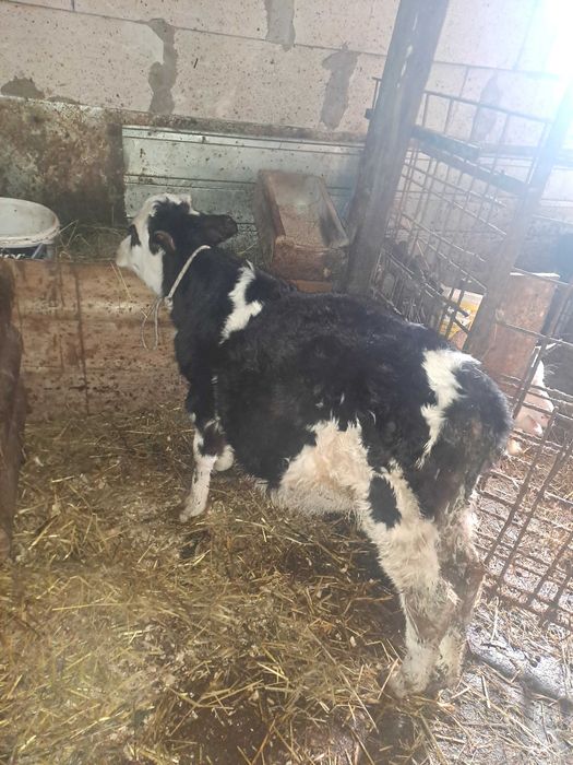 Vitei semi întarcati