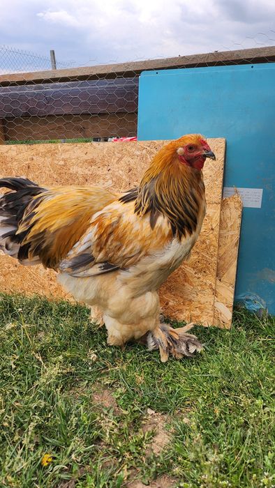 Cocoș Brahma vârstă de 6 luni