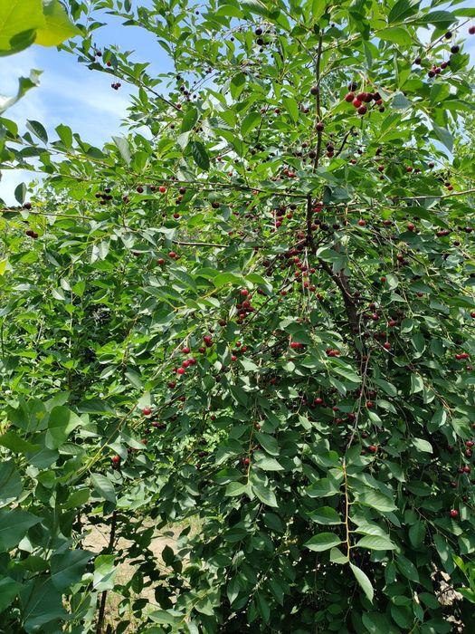 Участок 9 соток 5 комнаты (дом-коробка)