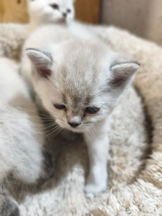 Британски котенца