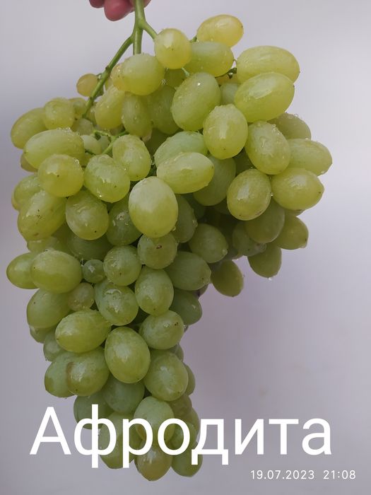 Саженцы винограда