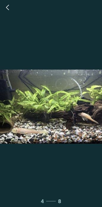 acvariu 26 l, creveți red sacura, buturuga,casuta de cocos cu plante