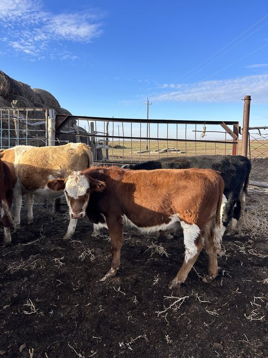 Отборные бычки 2025 г.