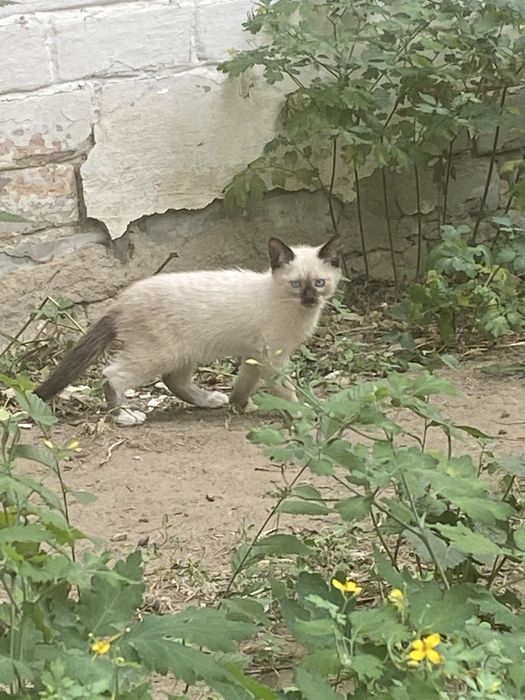 Уличные котята в добрые руки