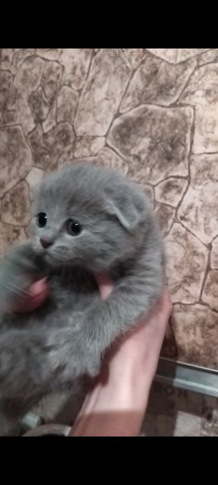 Продам котят девочек, вислоухие 15.000