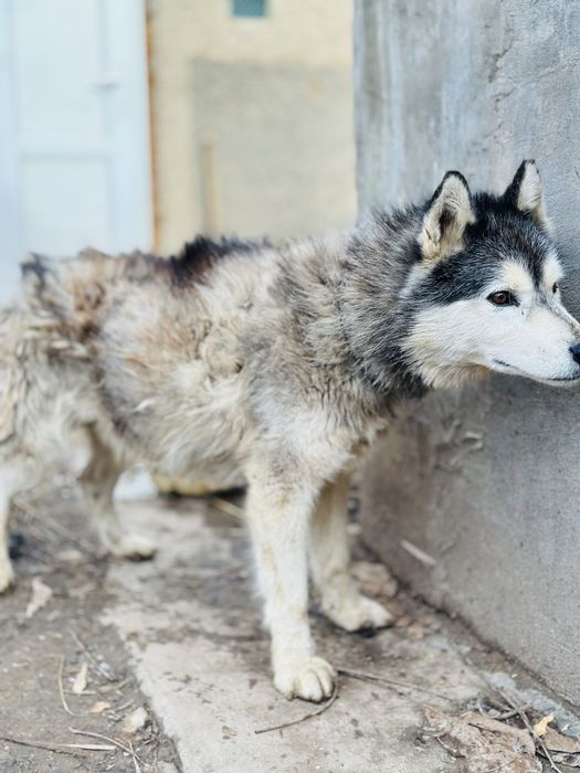 Хаски. Кобель в добрые руки