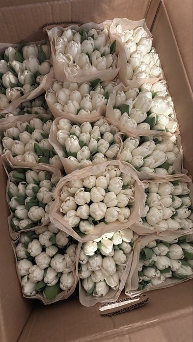 Тюльпаны, оптом и в розницу