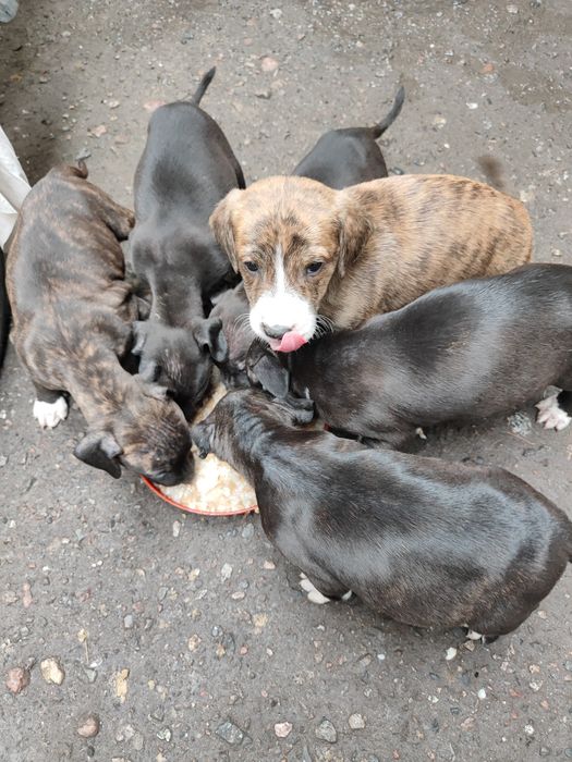 Продам щенят Стаффорда