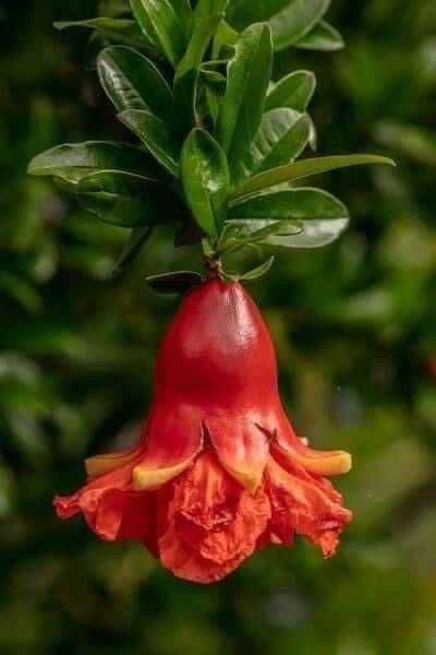 Pomi Fructiferi Exotici ( Rodiu )